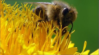 Bild von Bienen sind für uns lebensnotwendig