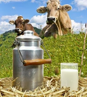 Bild von Milch der Kuh