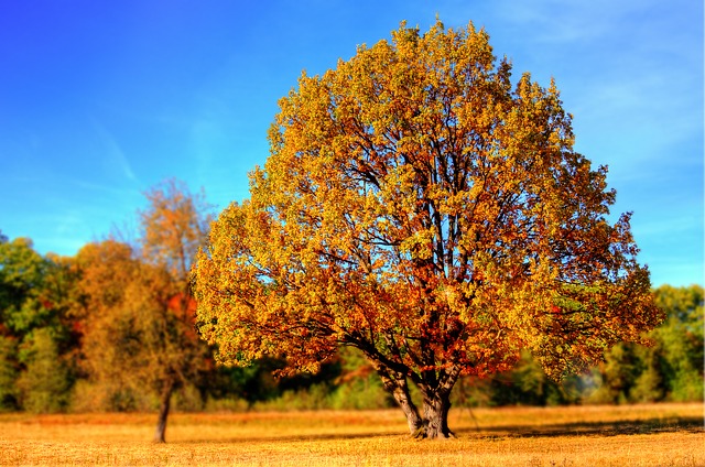 Bild von Herbst